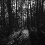 Inside The Dark Dark Forest