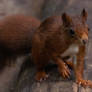You has some nuts?