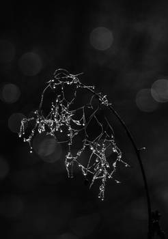 The Sparkle of a Winter's Day