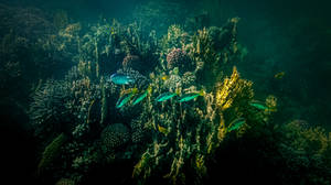 Mysteries of the Sea