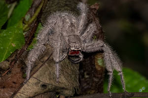Heteropoda davidbowie