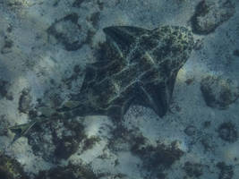 Angelshark