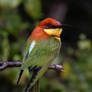 Chestnut-headed bee-eater
