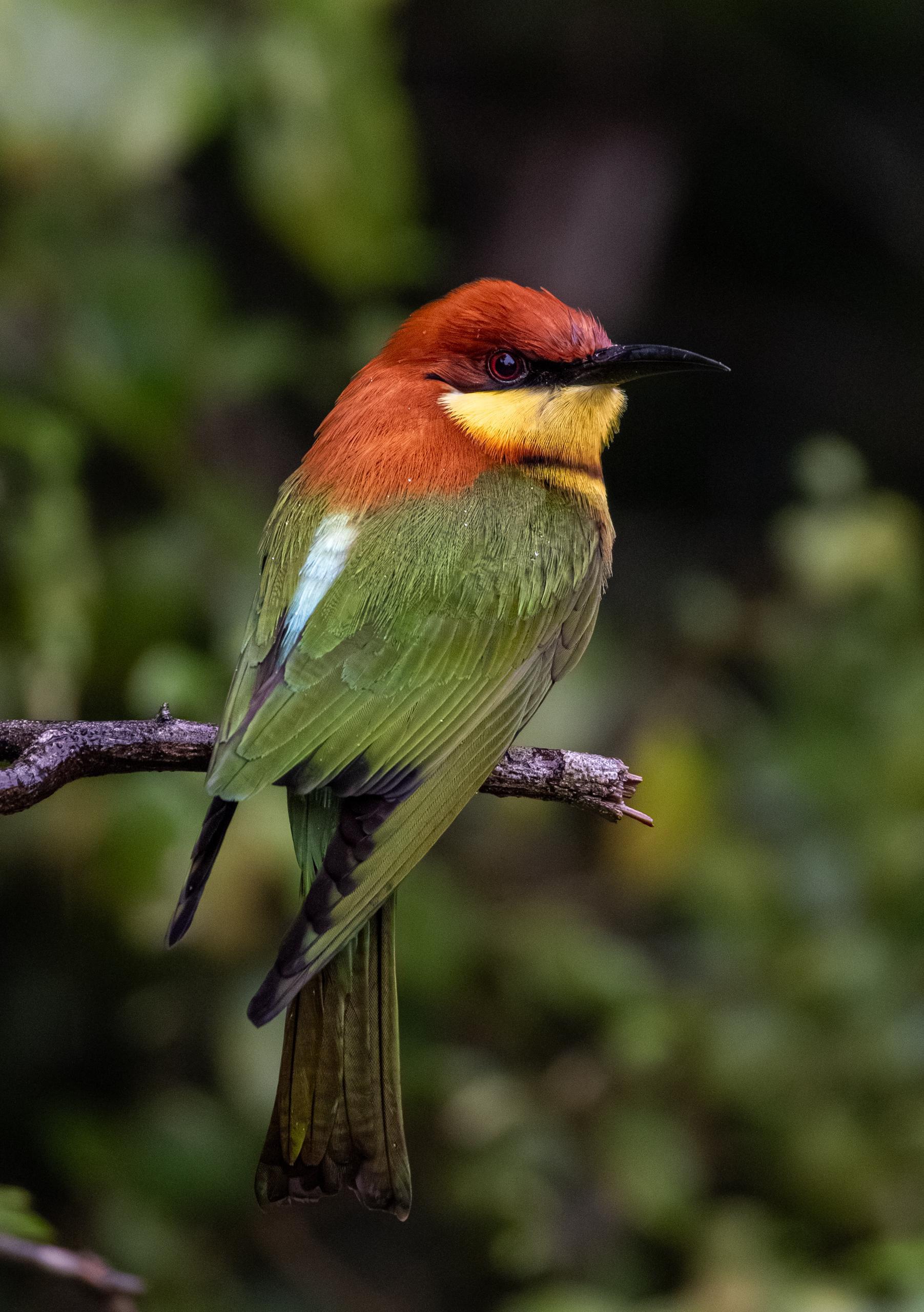 Chestnut-headed bee-eater
