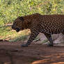 On the Hunt