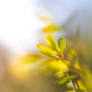A Breath of Summer
