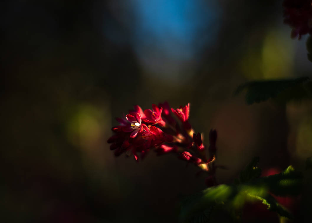Of Shadows and Light