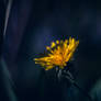 The Hidden Sunshine