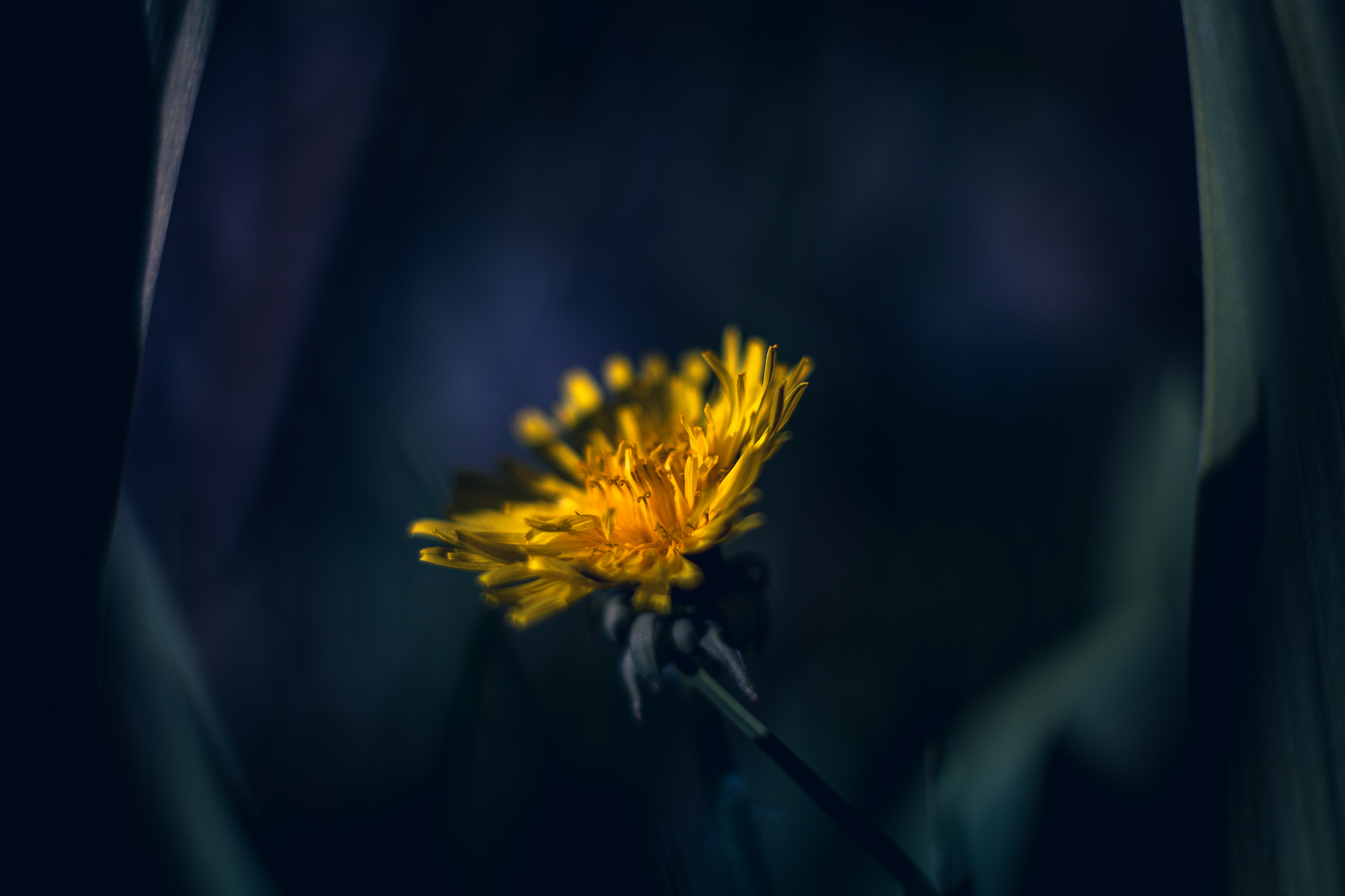 The Hidden Sunshine