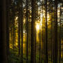 Autumn Light