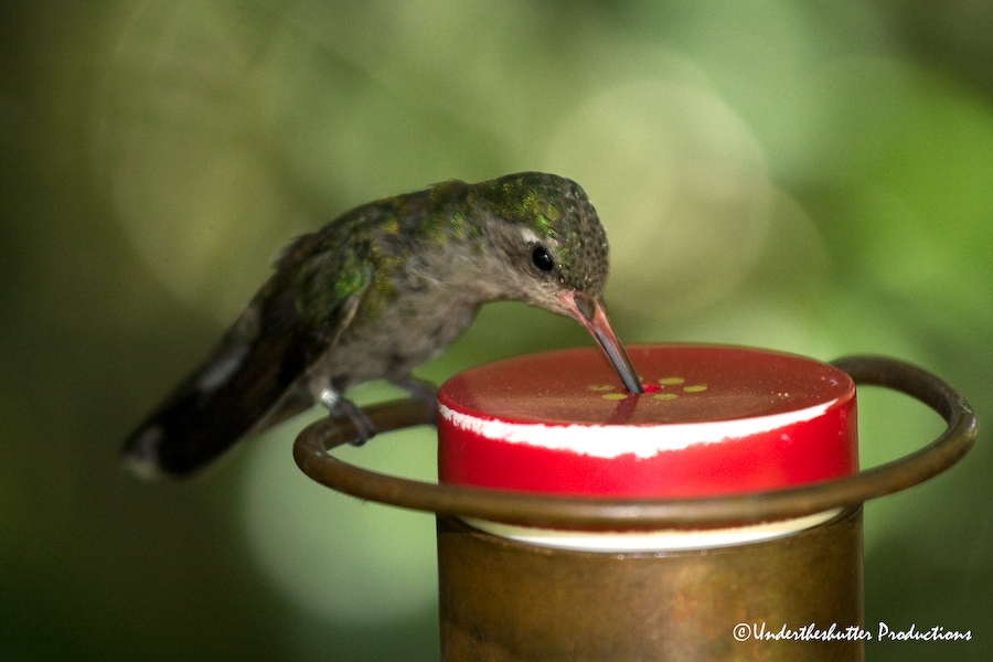 Feed time