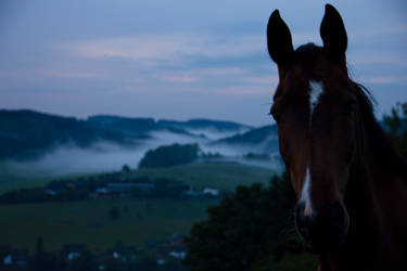 Fog and Horse