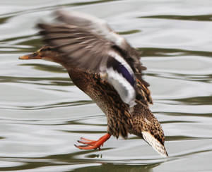 Landing Duck