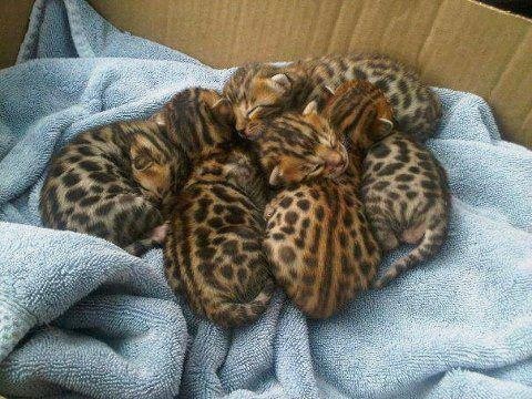 My best friends parents ocelot kits