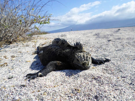 Sunbathing Marine Iguana