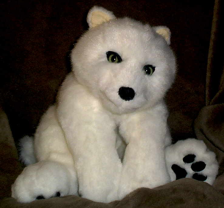 Kiba Cub pic 5 sitting