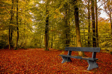 Bench in Automn