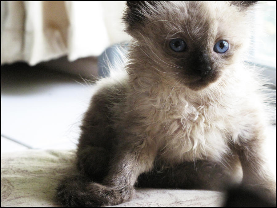 Foster Kitten Tarko