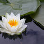 lotus flower