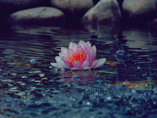 pond lily