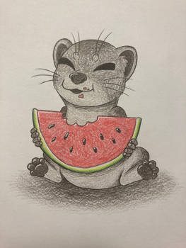 Hyrax Eating a Watermelon