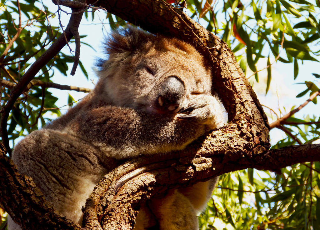 Koala and his Cuddle me look