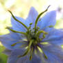 Love in a Mist...