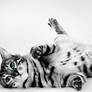 Bengal Cat Drawing