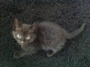 Little black/brown cat