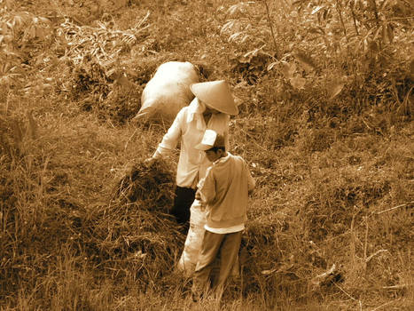 Farmers in the field