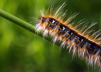 .Caterpillar.