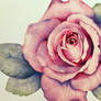 Shades of the Rose