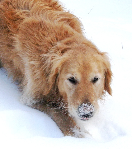 Yumm, Snow.