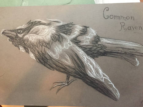 Common raven