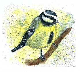 #7 Blue tit