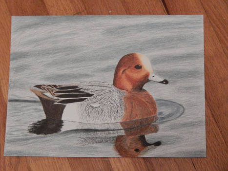 Eurasian Wigeon