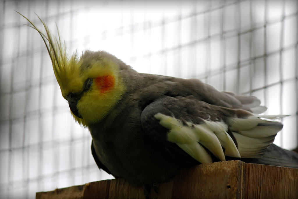 Pikachu Bird by WildOne94 on DeviantArt