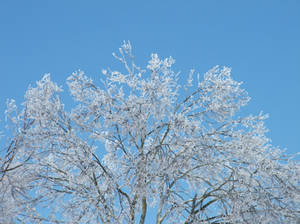 Icy Tree Top