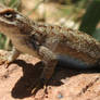 Lizard with cool eyes in Utah, 2012