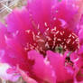 Cactus FLower, Utah 2012