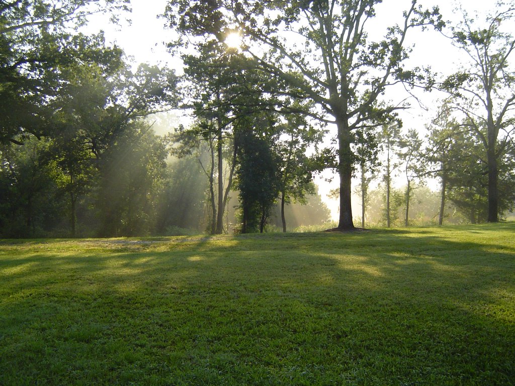 Light filtering through trees3 by Fuko-rubberneck on DeviantArt