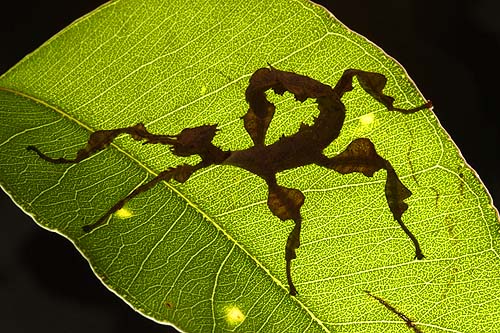 Life on a leaf