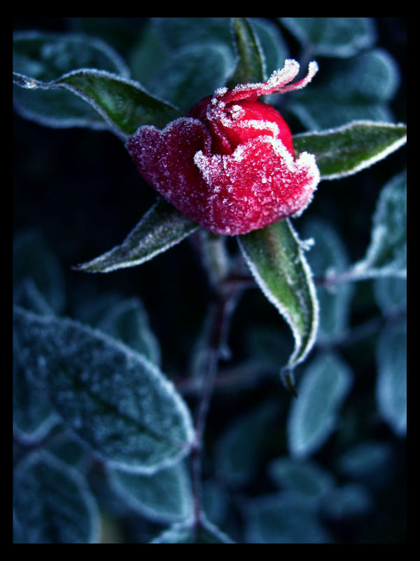 Iced 4 by JackAngel on DeviantArt