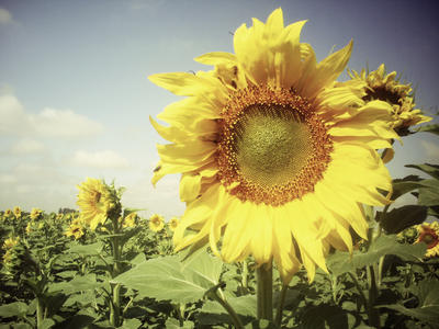 My sunflower field