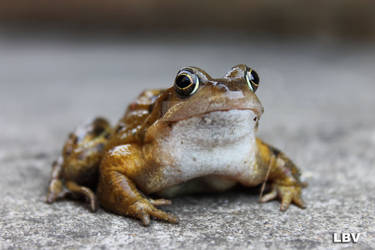 Bernard the toad.