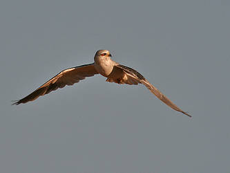 Black-Shouldered Kite 1