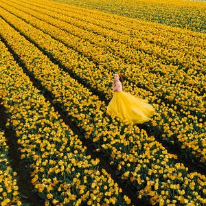 Yellow field