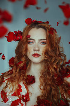 Red Rose