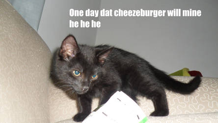 Cheeze Burger desire