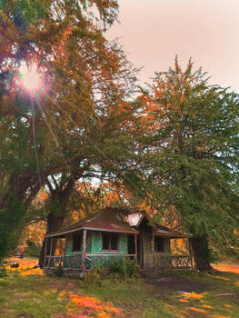 Shack under the trees 